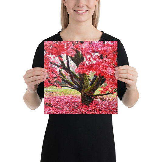 Tullnally Maple Canvas