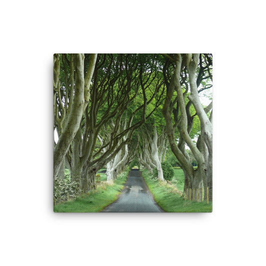 Dark Hedges Summer Canvas