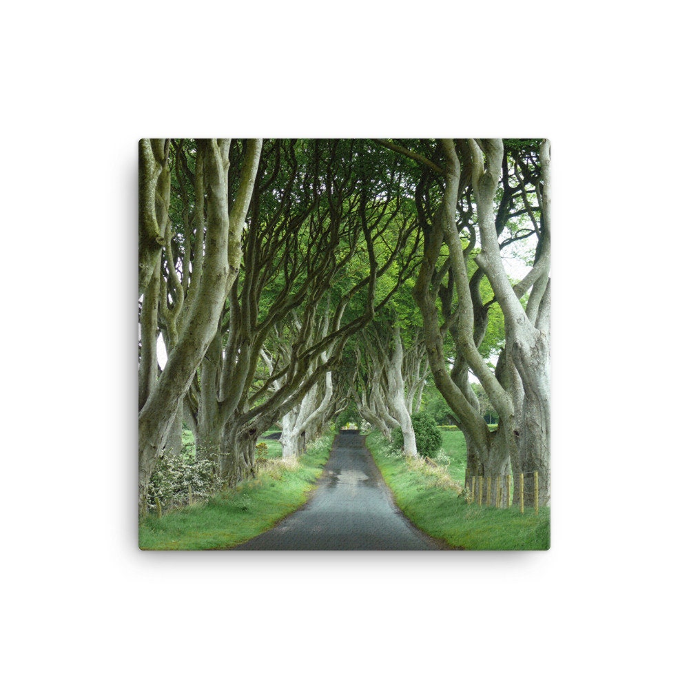 Dark Hedges Summer Canvas