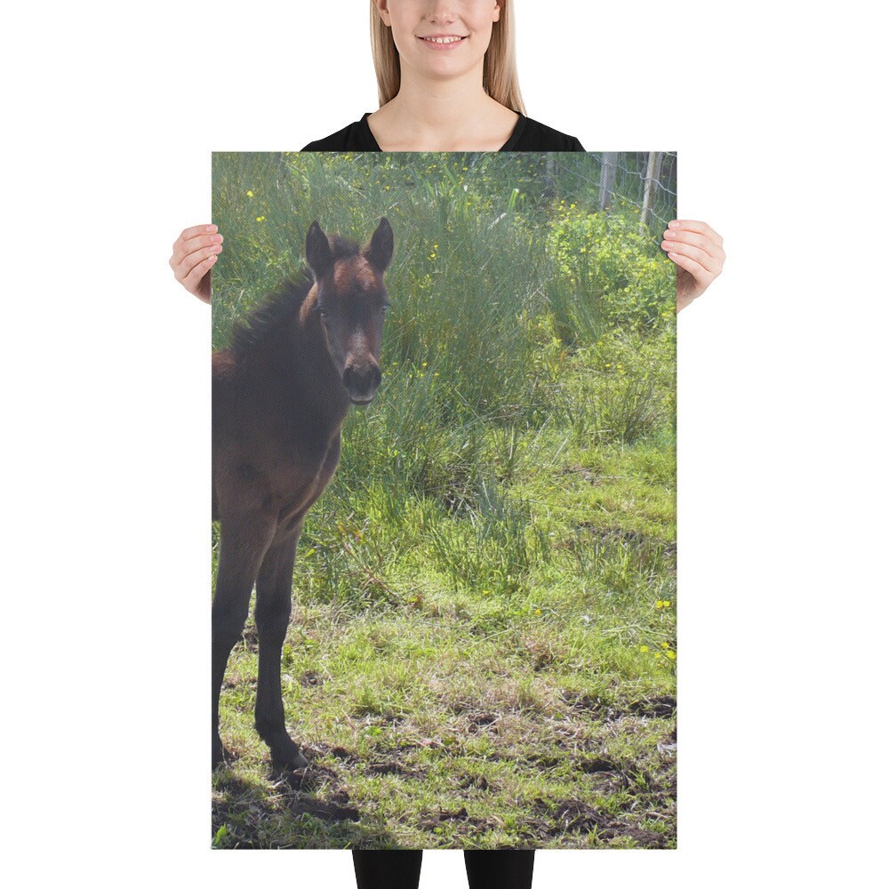 Connemara Pony Canvas