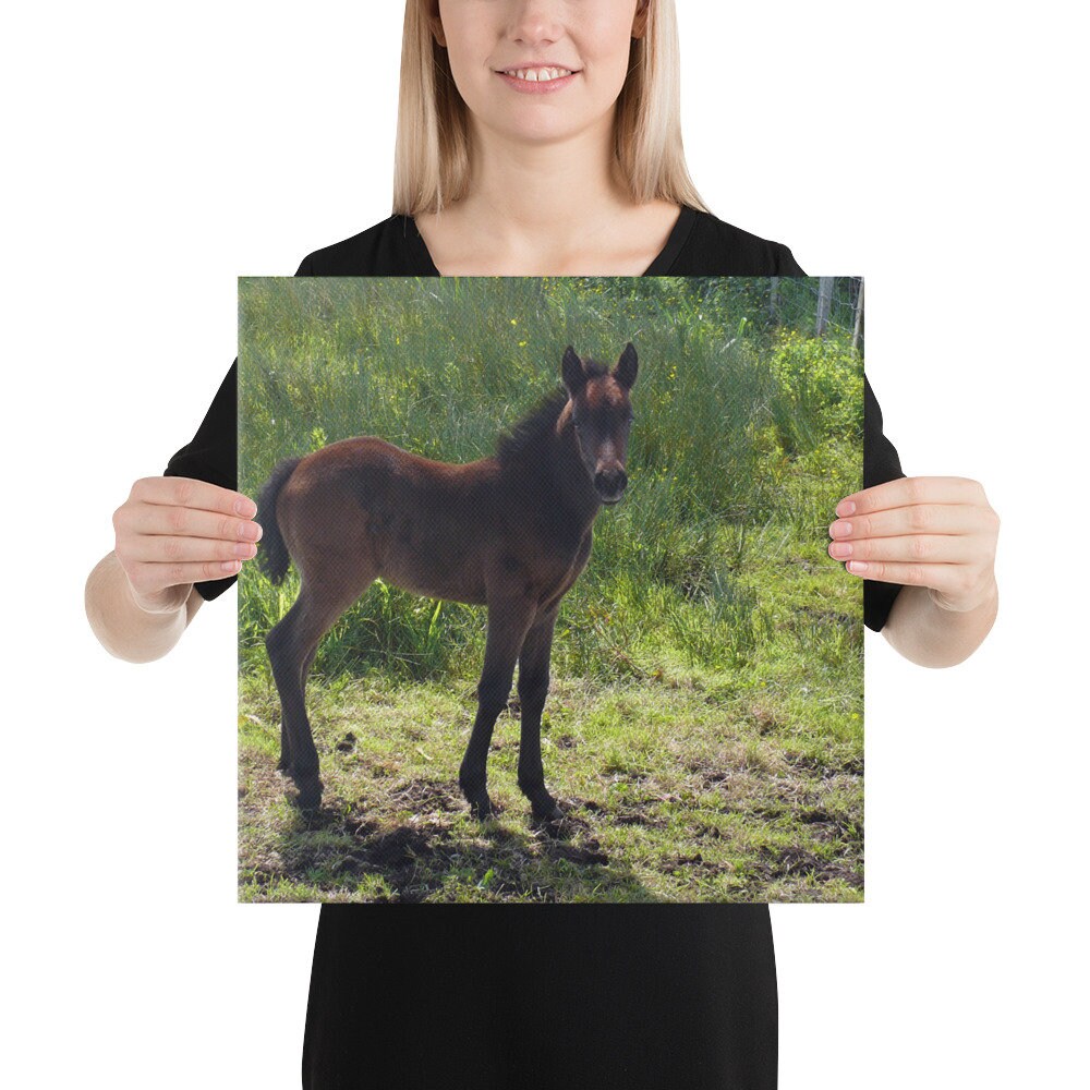 Connemara Pony Canvas