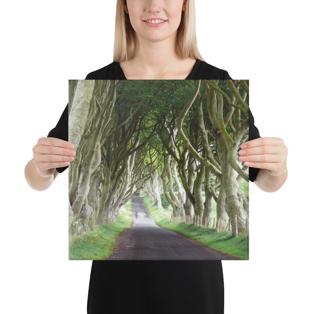 Dark Hedges Canvas