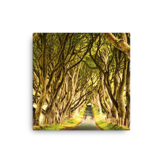 Dark Hedges Golden Hour Canvas