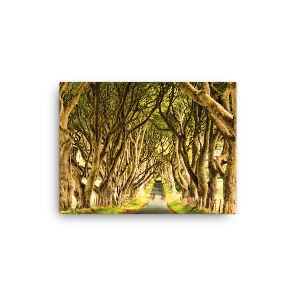 Dark Hedges Golden Hour Canvas