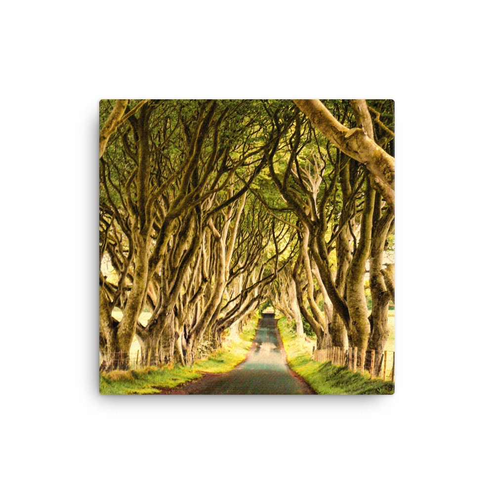Dark Hedges Golden Hour Canvas