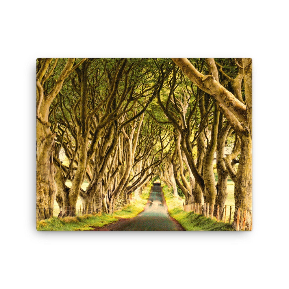 Dark Hedges Golden Hour Canvas