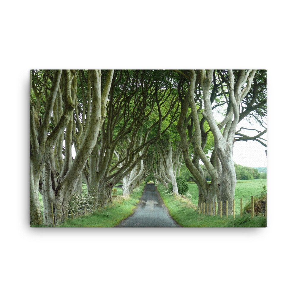 Dark Hedges Summer Canvas
