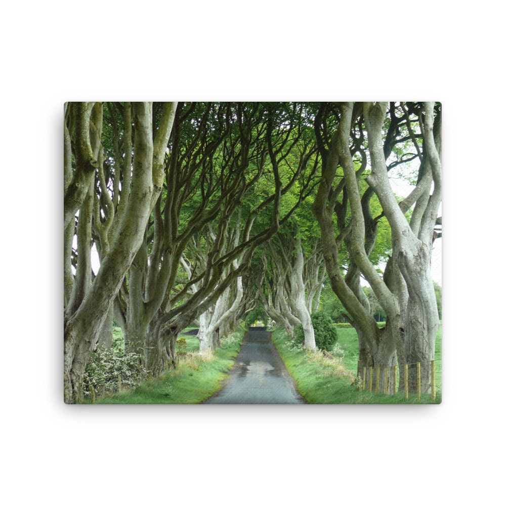 Dark Hedges Summer Canvas