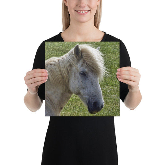 Icelandic Horse Canvas
