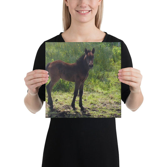 Connemara Pony Canvas