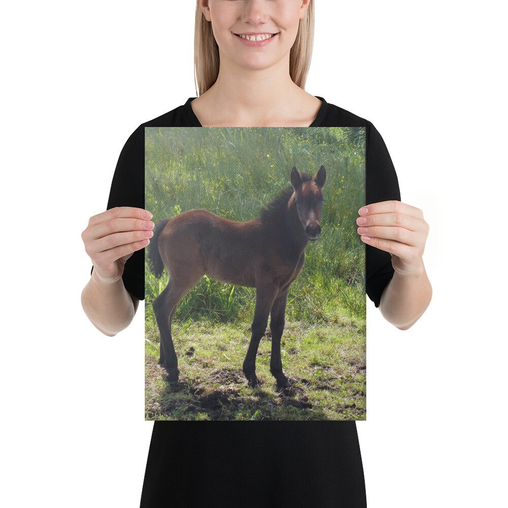 Connemara Pony Canvas