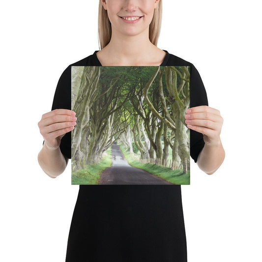 Dark Hedges Canvas