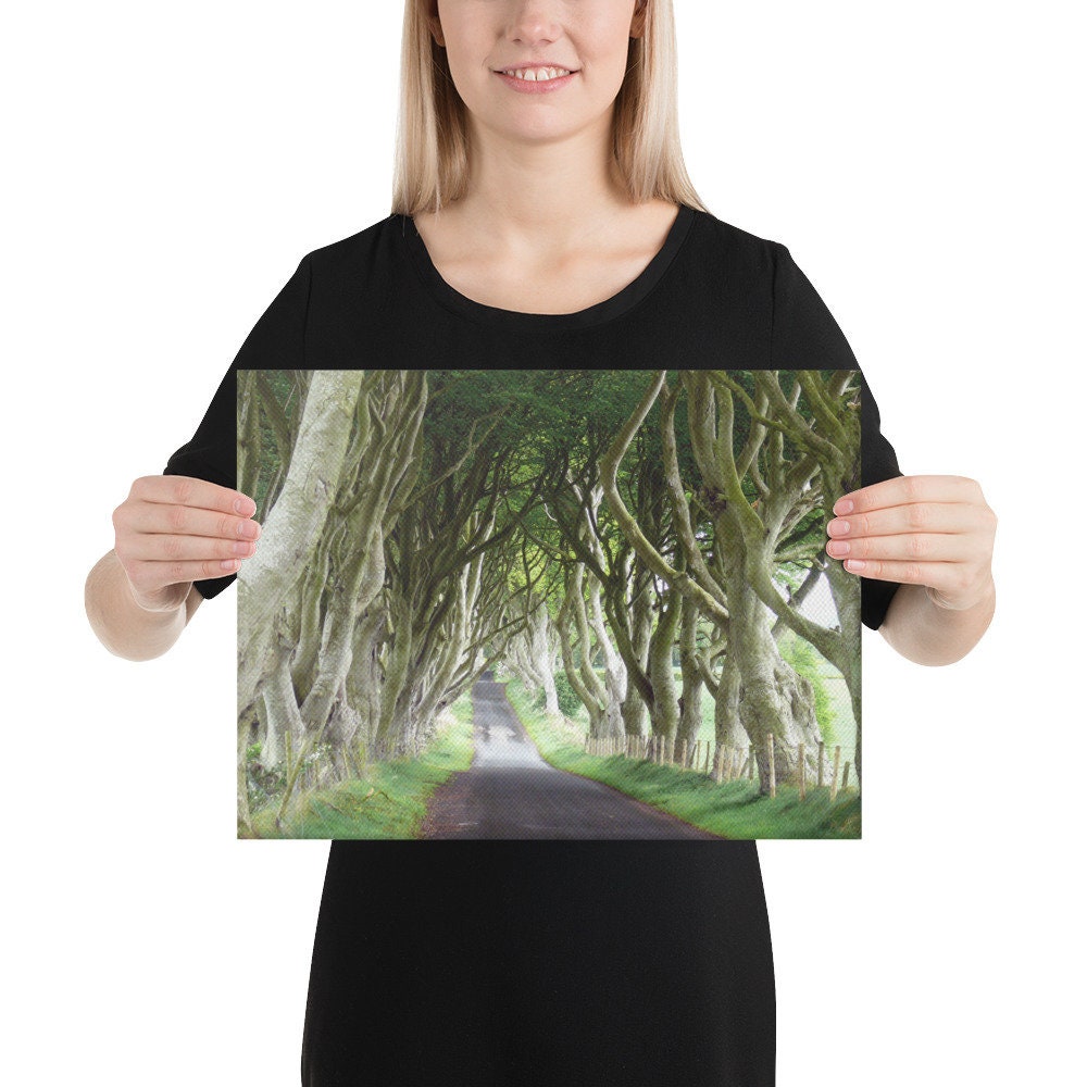 Dark Hedges Canvas