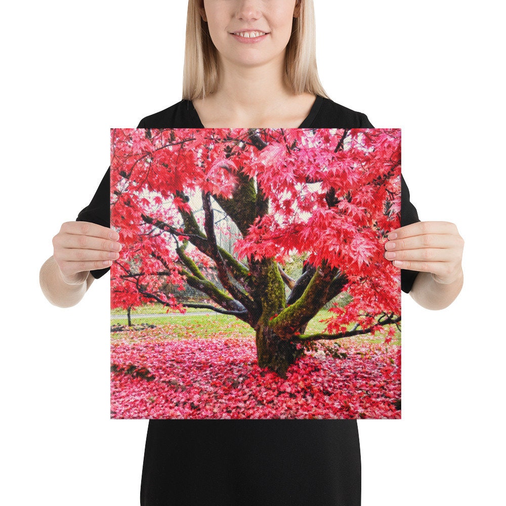 Tullnally Maple Canvas