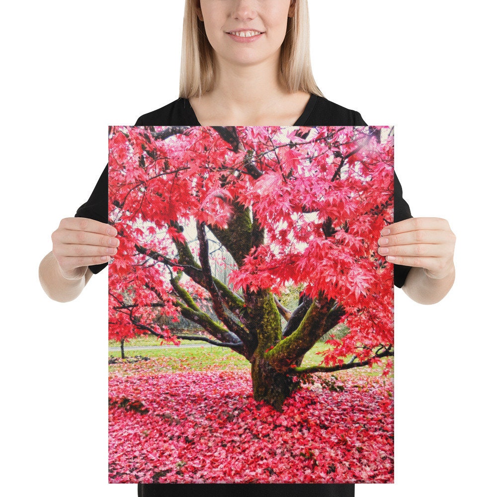 Tullnally Maple Canvas