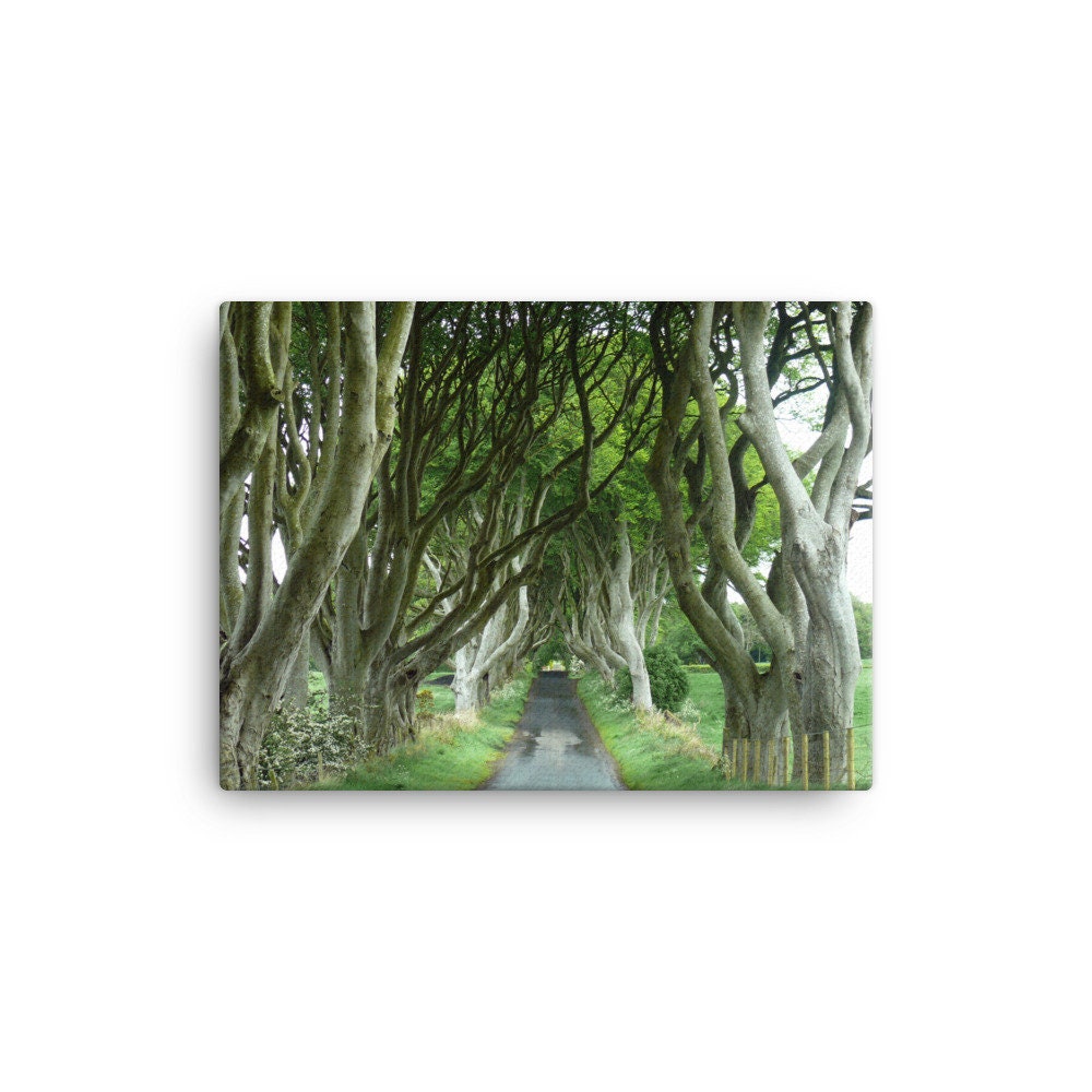 Dark Hedges Summer Canvas