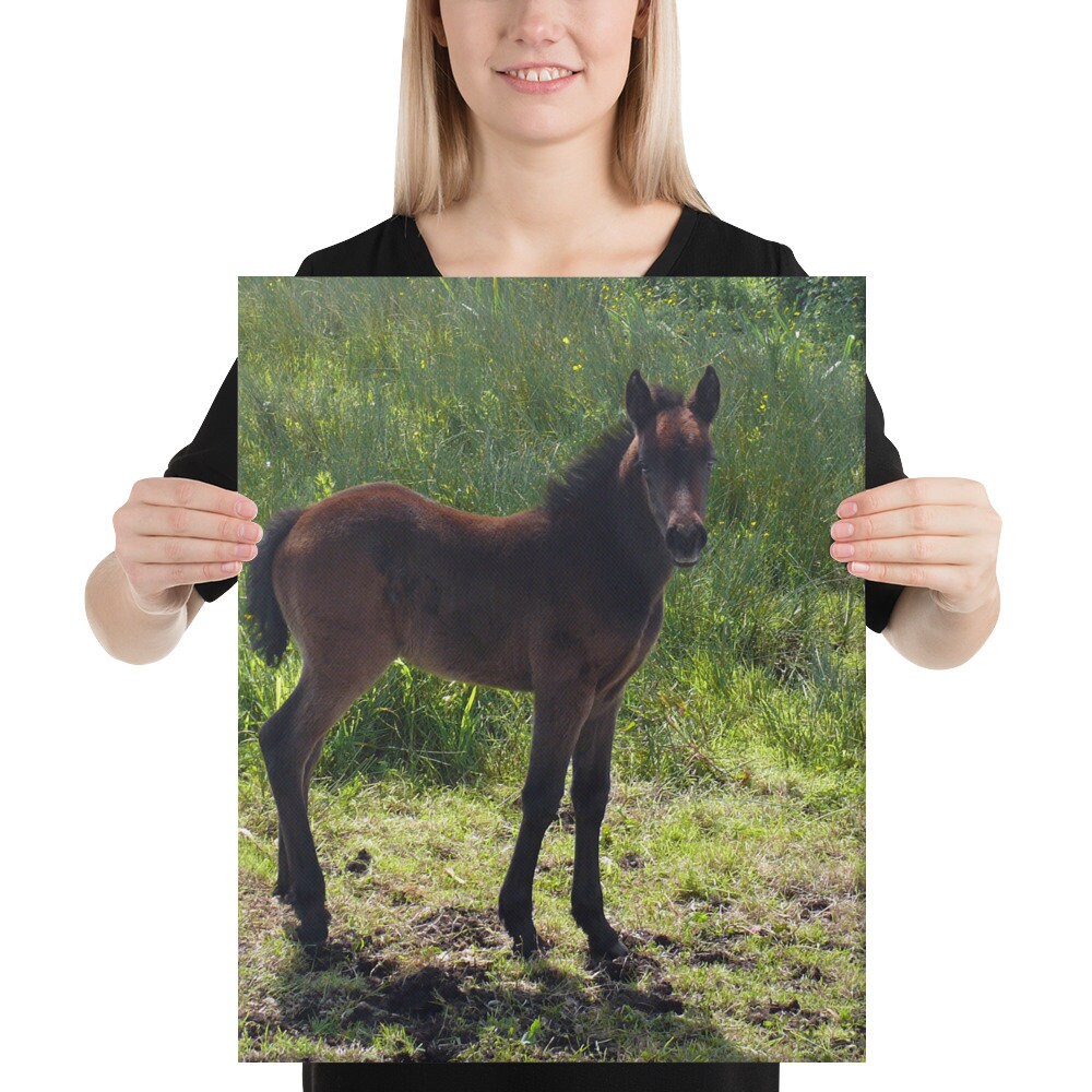 Connemara Pony Canvas