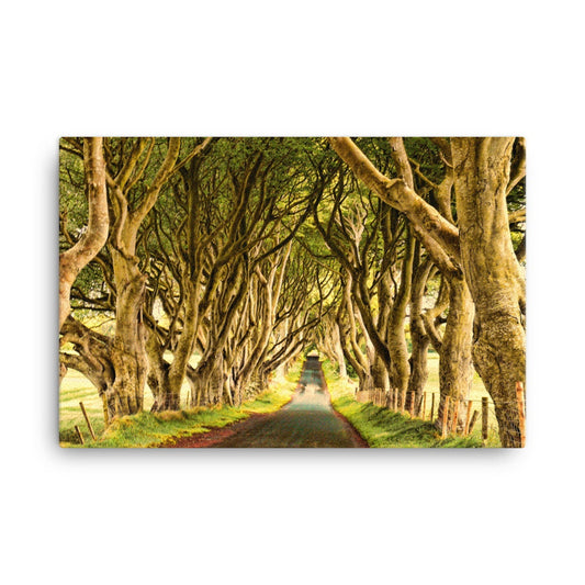 Dark Hedges Golden Hour Canvas