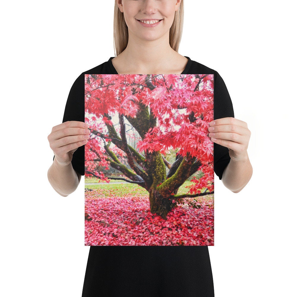 Tullnally Maple Canvas