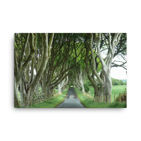 Dark Hedges Summer Canvas