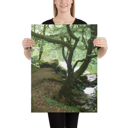 Hermitage forest Canvas