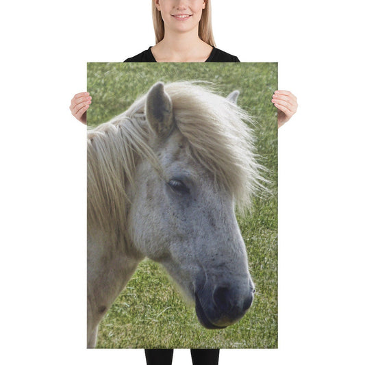 Icelandic Horse Canvas
