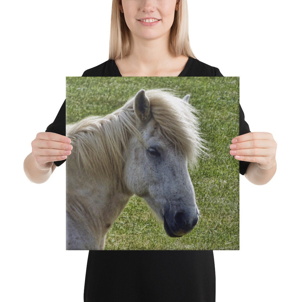 Icelandic Horse Canvas