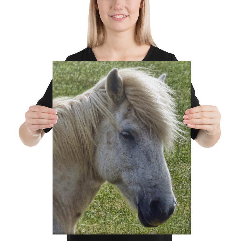 Icelandic Horse Canvas