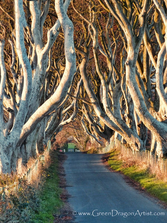 The Dark Hedges - Autumn Canvas